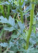 Jakobskreuzkraut-Blatt
