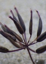 Kerbel-Samen