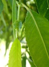 Weide-Blatt