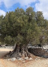 Olivenbaum