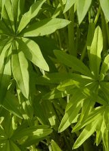 Lupine-Blatt