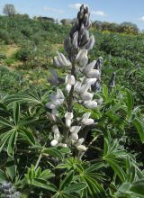 Süßlupine