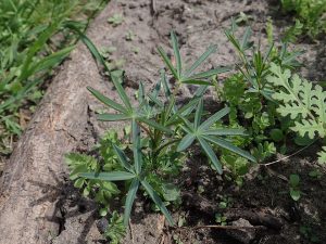 Blaue Lupine-Blatt