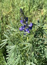 Blaue Lupine