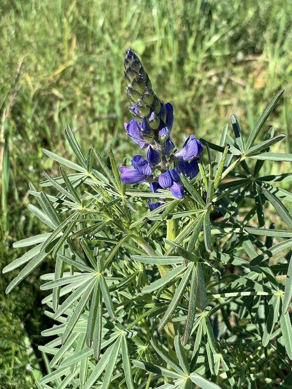 Blaue Lupine