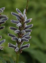 Lupine-Samen