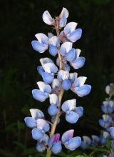 Echte Wilde Lupine