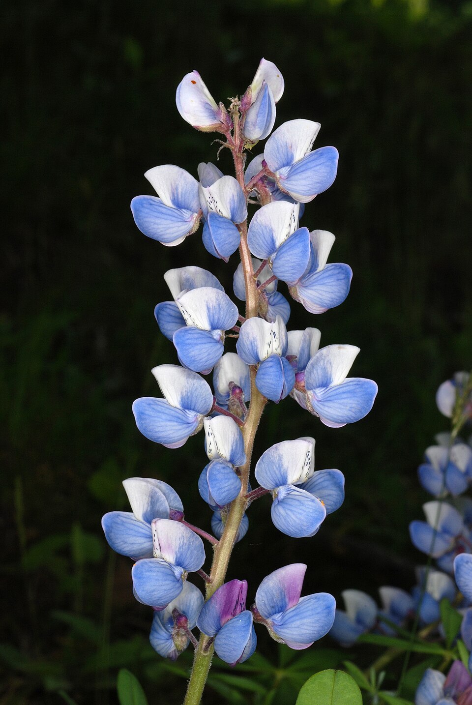 Echte Wilde Lupine
