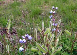 Wilde Lupine-Samen