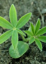 Garten-Lupine-Blatt
