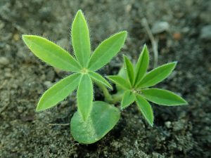 Garten-Lupine-Blatt