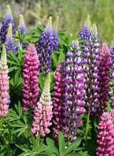 Garten-Lupine