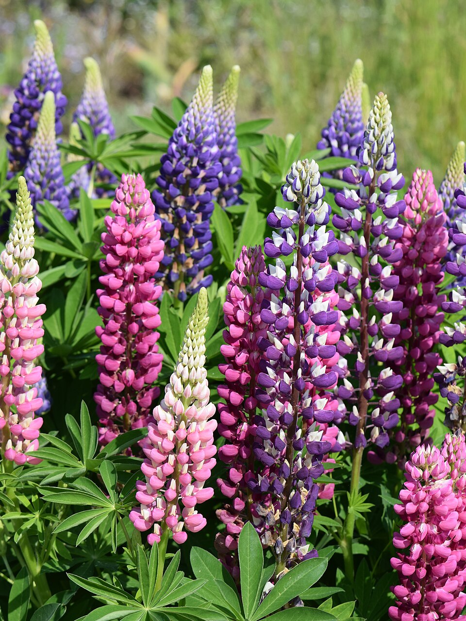 Garten-Lupine