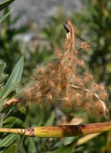 Oleander-Samen