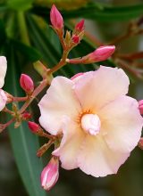 Oleander