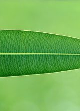 Oleander-Blatt
