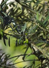 Olivenbaum-Blatt