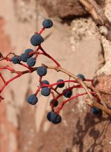 Wilder-Wein-Frucht
