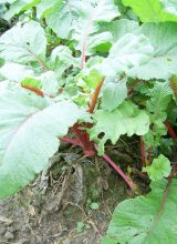 Rettich-Blatt