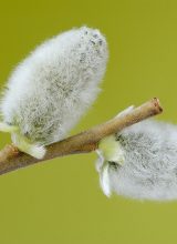 Weide-Samen