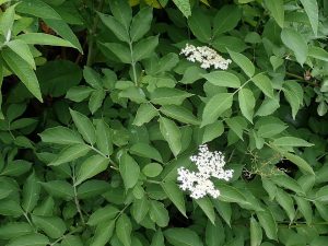Schwarzer Holunder-Blatt