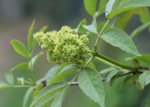 Roter Holunder-Blüte