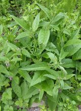 Beinwell-Blatt
