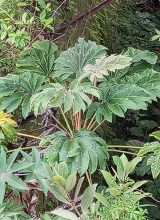 Reispapierbaum