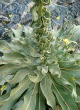 Königskerze-Blatt