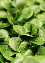 Feldsalat