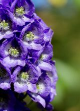 Blauer Eisenhut