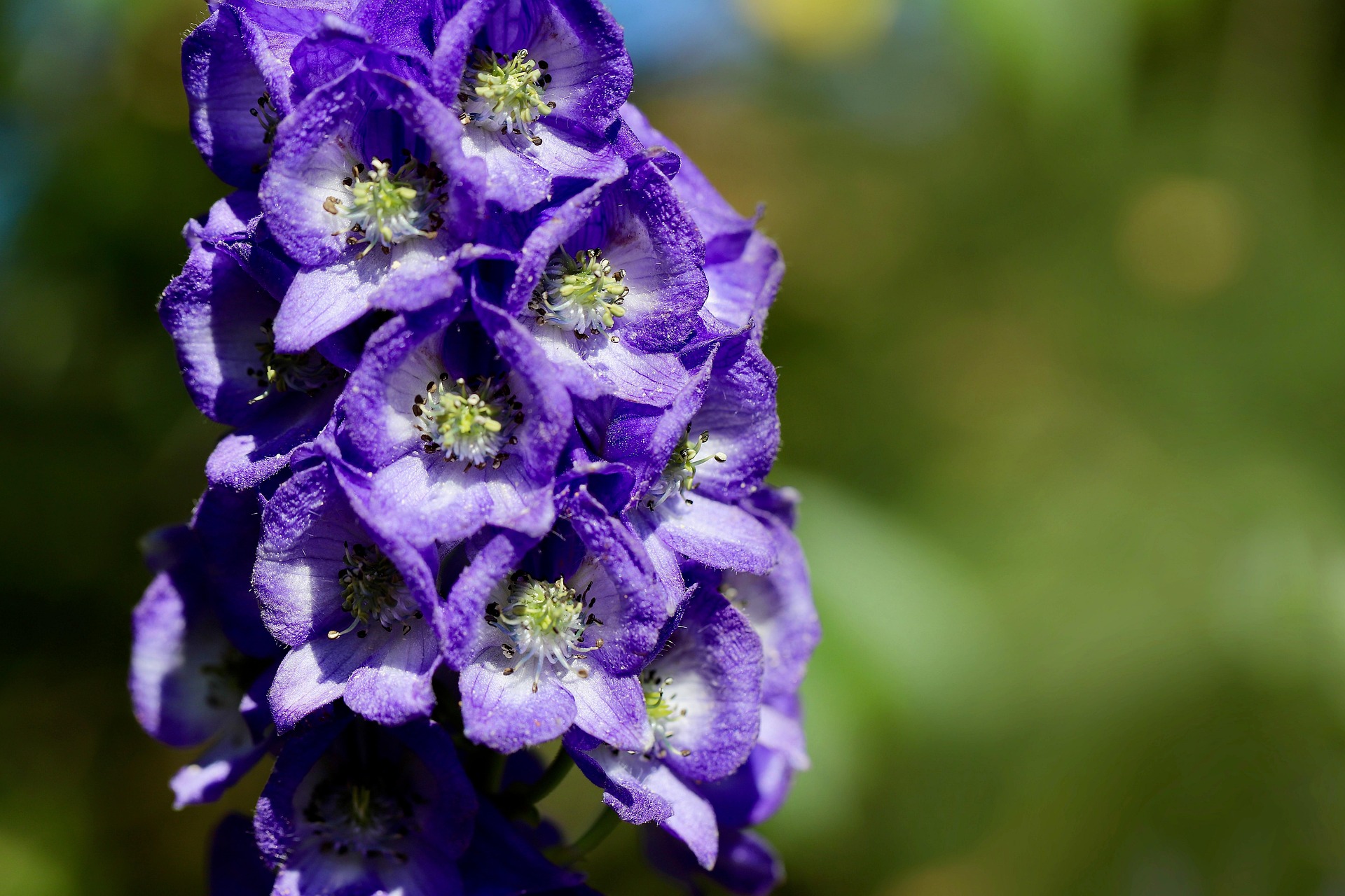 Blauer Eisenhut