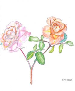 Zeichnungen | Die Rosen | Bild 3 Zeichnungen | Die Rosen | Marion Klüter | Bild 3