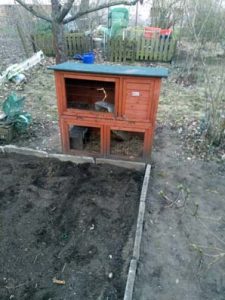 Fotos | Cavia Porcellus Castle | Der alte Wohnungsstall 2024 | Bild 013