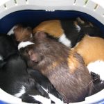 Familie Moppel