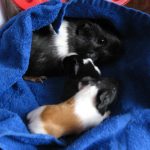 Fotos | Geburt der Zwillinge | 04.03.2017