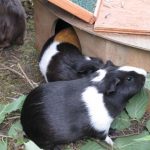 Mimi und Mei-Li