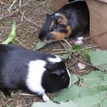Mimi und Mei-Yu