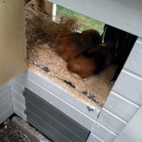 Fotos | Cavia Porcellus Castle | Der Einzug der Bewohner- Momo und Mia Naseweis | Bild 072