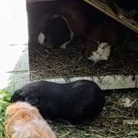 Momo und Ohnezahn hinten: Mia Naseweiss und Freya