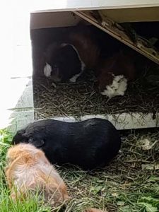 Momo und Ohnezahn hinten: Mia Naseweiss und Freya