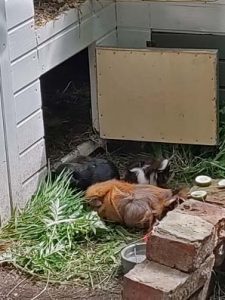 Ohnezahn, Momo und Freya