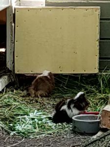 Morgana und Freya