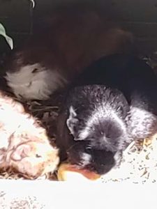 Luna, Ohnezahn und hinten Freya
