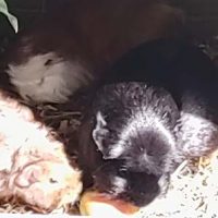 Luna, Ohnezahn und hinten Freya