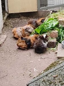 von vorne: Morgana, Mia Naseweis, Momo und Maj