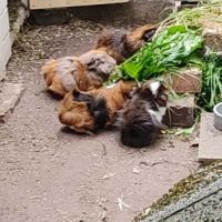 von vorne: Morgana, Mia Naseweis, Momo und Maj
