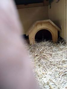 Fotos | Cavia Porcellus Castle | Das Winterhaus - Die Inneneinrichtung | Bild 039