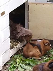 Mia Naseweis und Luna