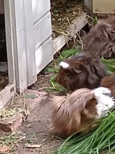 Freya und Morgana